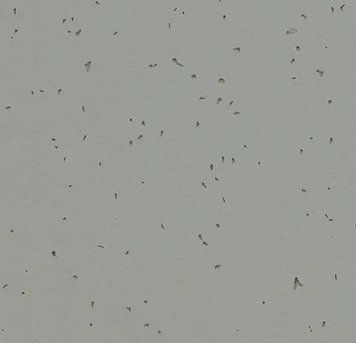 Forbo Sphera Energetic 50216 pigeon pigeon