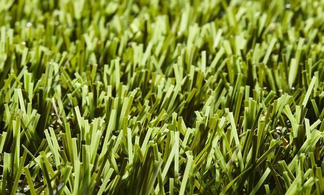 Easy Lawn Sage