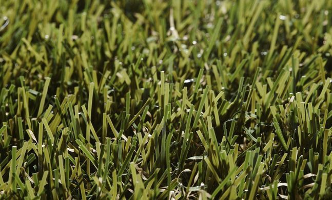 Easy Lawn Botanic