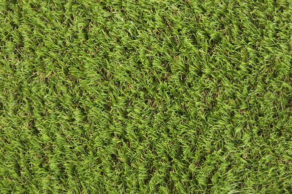 Easy Lawn Verbena
