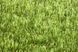 Easy Lawn Verbena