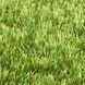 Easy Lawn Verbena