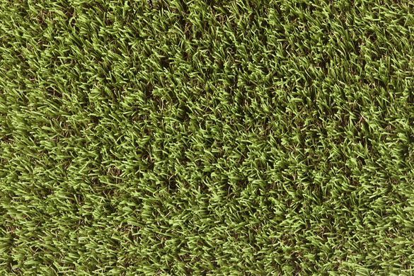 Easy Lawn Tangerine