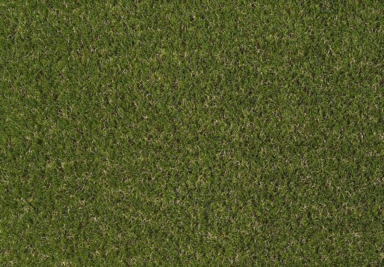 Easy Lawn Violet