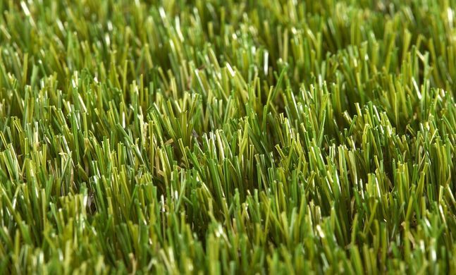 Easy Lawn Violet