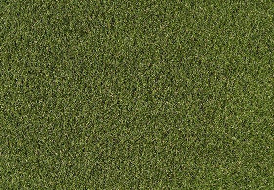 Easy Lawn Poppy