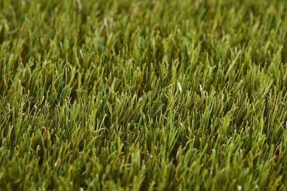 Easy Lawn Poppy