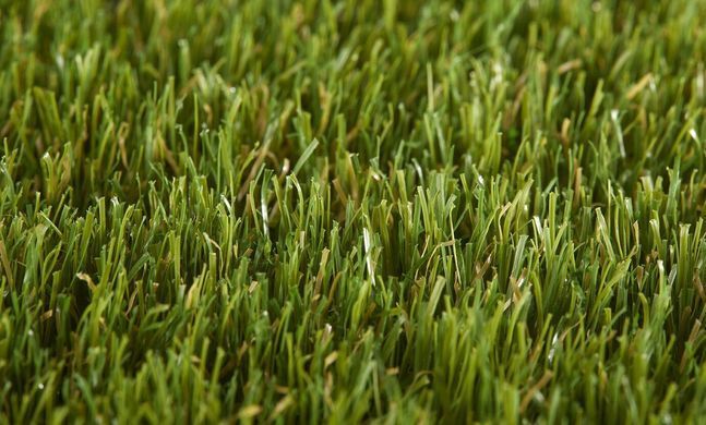 Easy Lawn Daisy