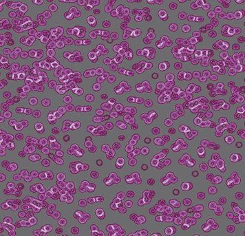 Forbo Flotex от Sottsass 990301 Bacteria 990301 Bacteria