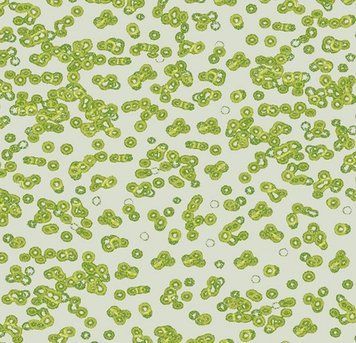 Forbo Flotex от Sottsass 990203 Bacteria 990203 Bacteria