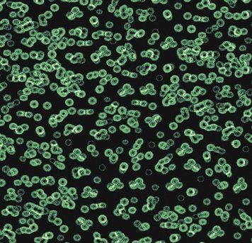Forbo Flotex від Sottsass 990102 Bacteria 990102 Bacteria